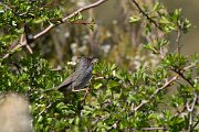 DPPhotography - Corsica - Marmora's warbler - D