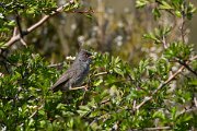 DPPhotography - Corsica - Marmora's warbler - E