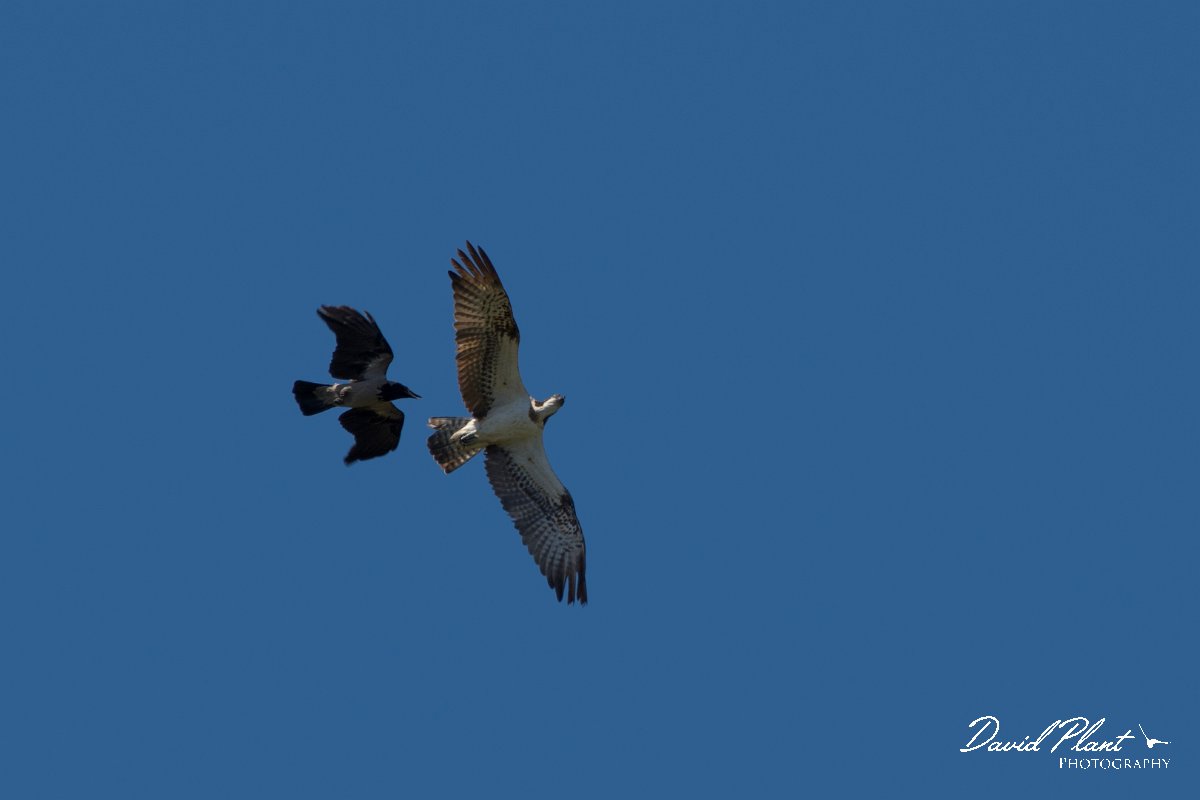 DPPhotography - Corsica - Osprey - B.jpg - Osprey - Route de l'Etang, Lake Biguglia, Corsica