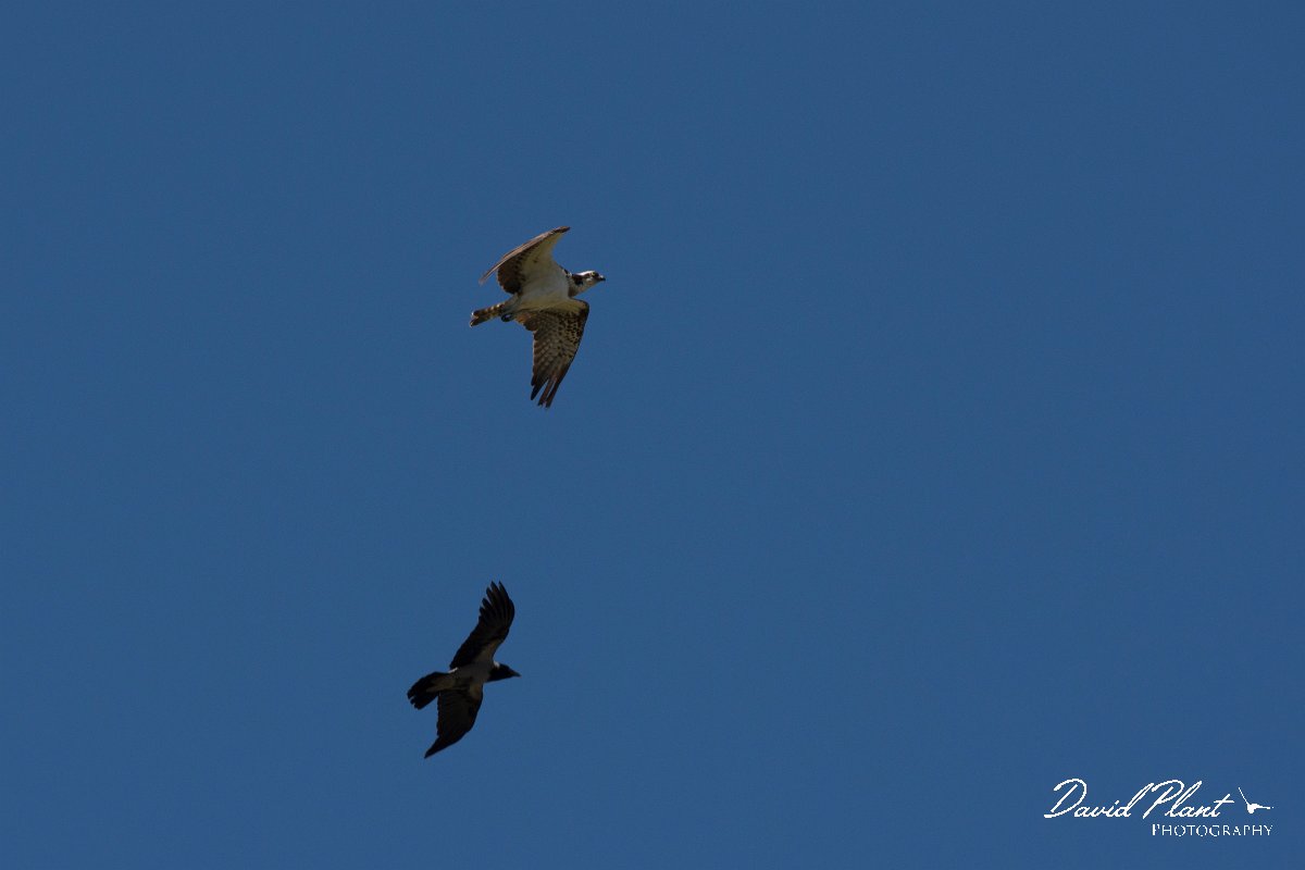 DPPhotography - Corsica - Osprey - D.jpg - Osprey - Route de l'Etang, Lake Biguglia, Corsica