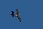 DPPhotography - Corsica - Osprey - B