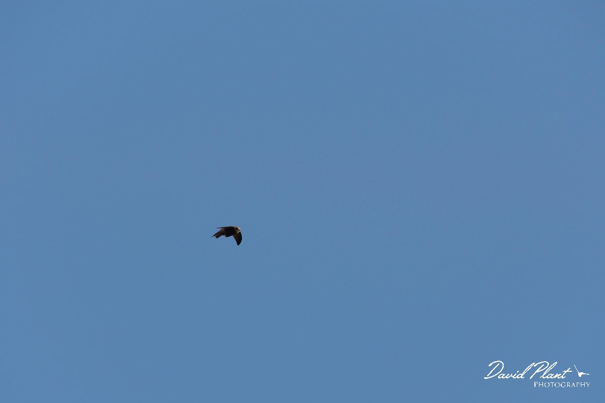DPPhotography - Corsica - Pallid swift - A.jpg - Pallid swift - Capo Pertusato, Corsica