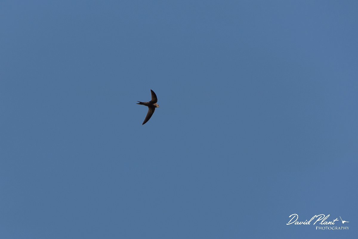 DPPhotography - Corsica - Pallid swift - B.jpg - Pallid swift - Capo Pertusato, Corsica