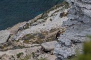 DPPhotography - Corsica - Peregrine - A