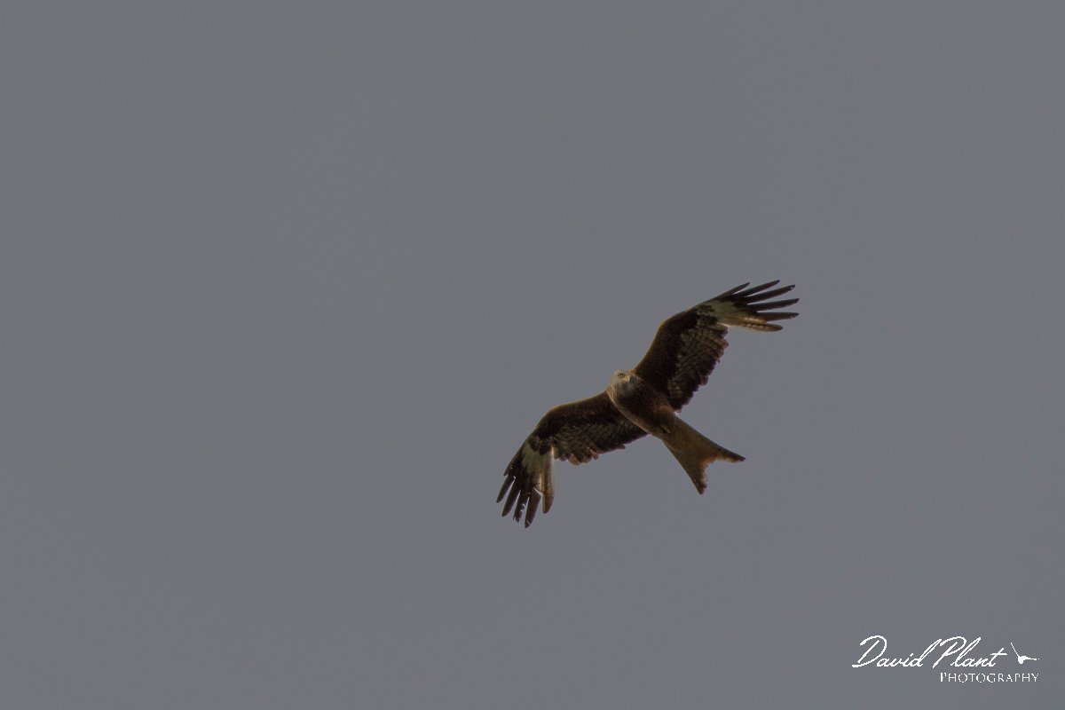 DPPhotography - Corsica - Red kite - A.jpg - Red kite - Col d'Erbajo, Corsica