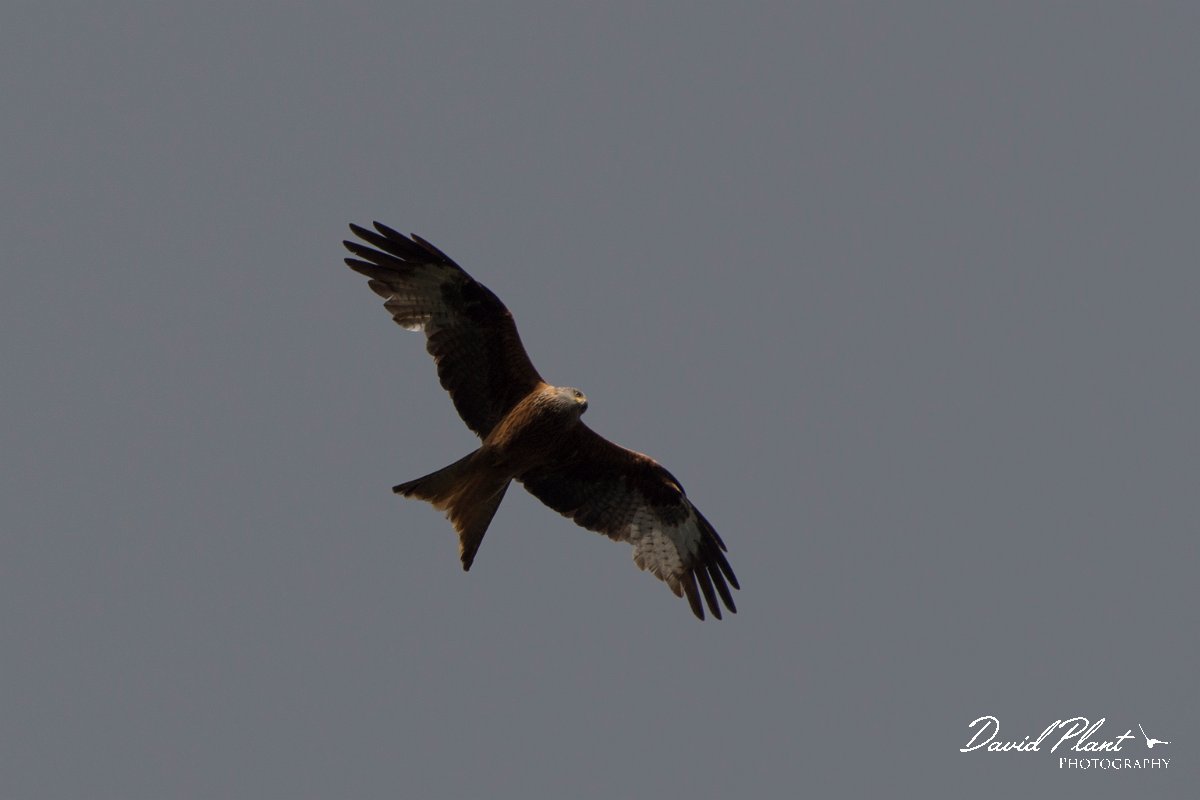 DPPhotography - Corsica - Red kite - B.jpg - Red kite - Col d'Erbajo, Corsica