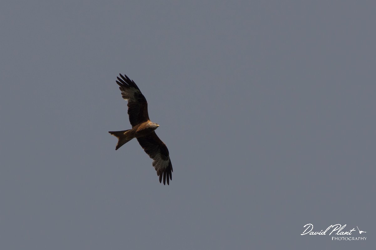 DPPhotography - Corsica - Red kite - C.jpg - Red kite - Col d'Erbajo, Corsica