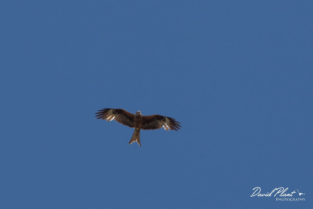 DPPhotography - Corsica - Red kite - D.jpg - Red kite - Route de l'Etang, Lake Biguglia, Corsica