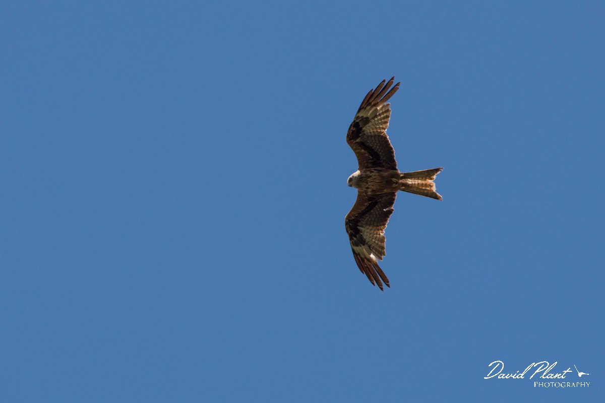 DPPhotography - Corsica - Red kite - F.jpg - Red kite - Verghello Valley, Corsica