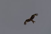 DPPhotography - Corsica - Red kite - A