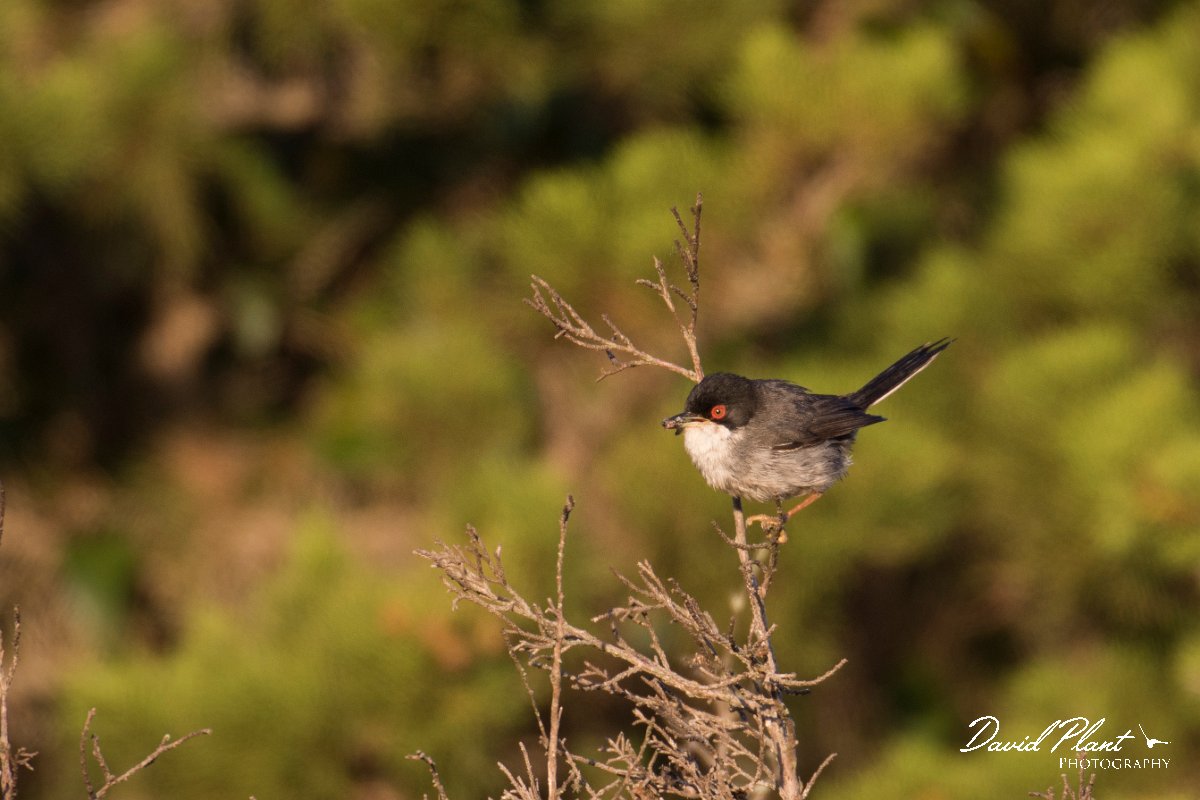 DPPhotography - Corsica - Sardinian warbler - B.jpg - Sardinian warbler - Capo Pertusato, Corsica
