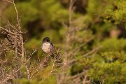 DPPhotography - Corsica - Sardinian warbler - A