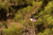 DPPhotography - Corsica - Sardinian warbler - B