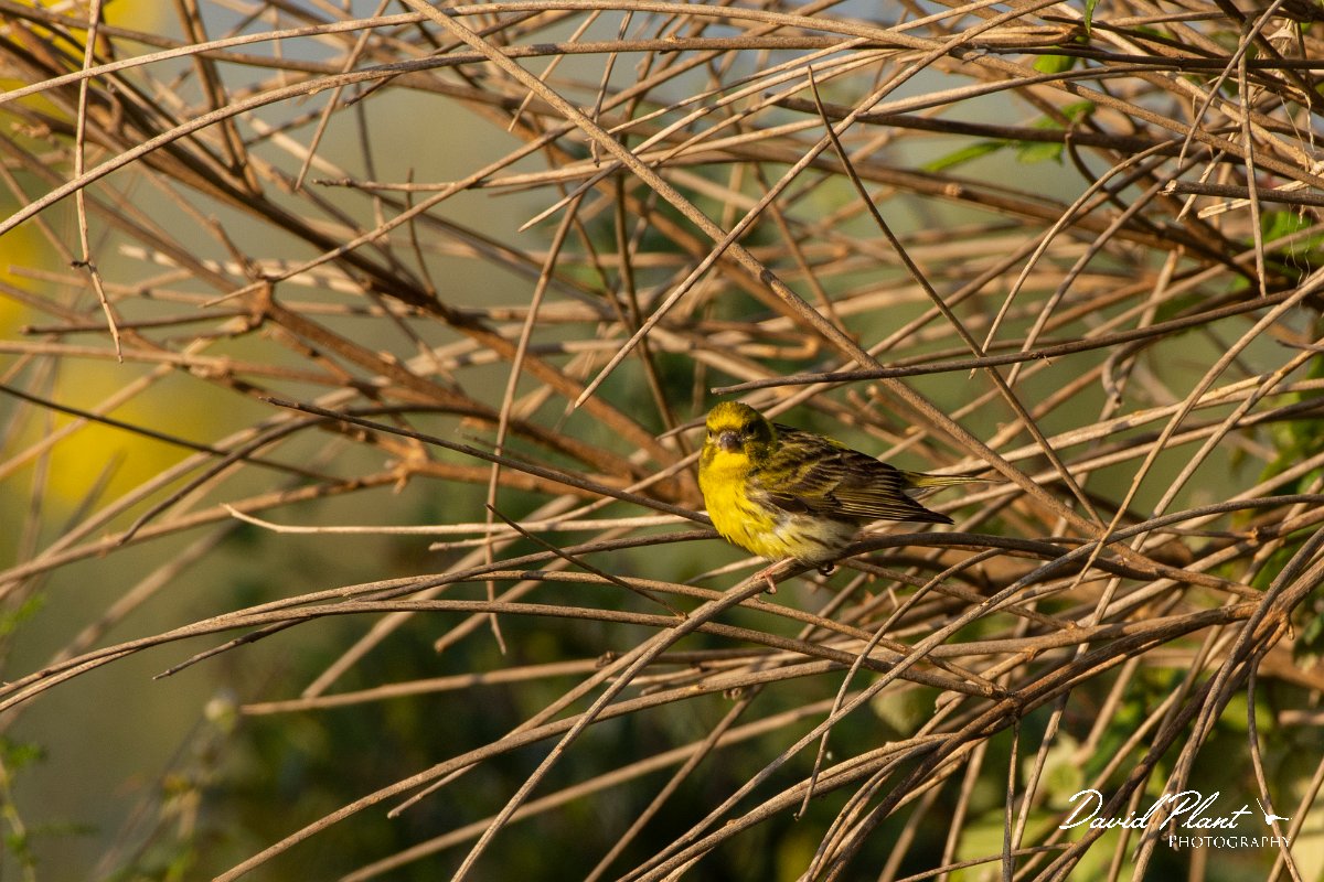 DPPhotography - Corsica - Serin - A.jpg - Serin - Route de l'Etang, Lake Biguglia, Corsica