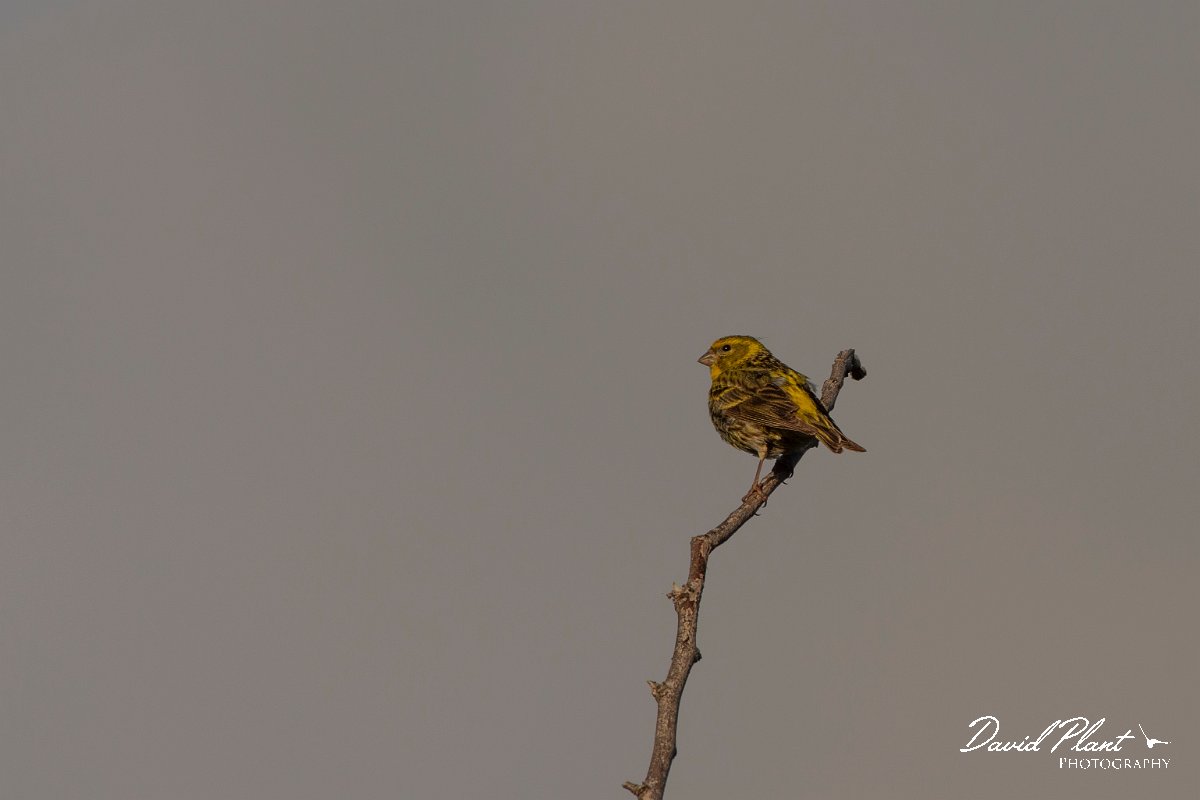 DPPhotography - Corsica - Serin - C.jpg - Serin - Route de l'Etang, Lake Biguglia, Corsica