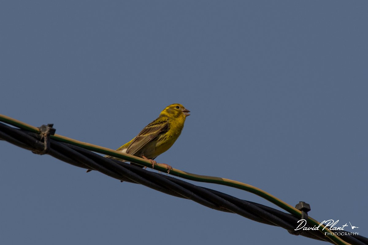 DPPhotography - Corsica - Serin - D.jpg - Serin - Route de l'Etang, Lake Biguglia, Corsica