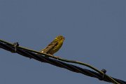 DPPhotography - Corsica - Serin - D