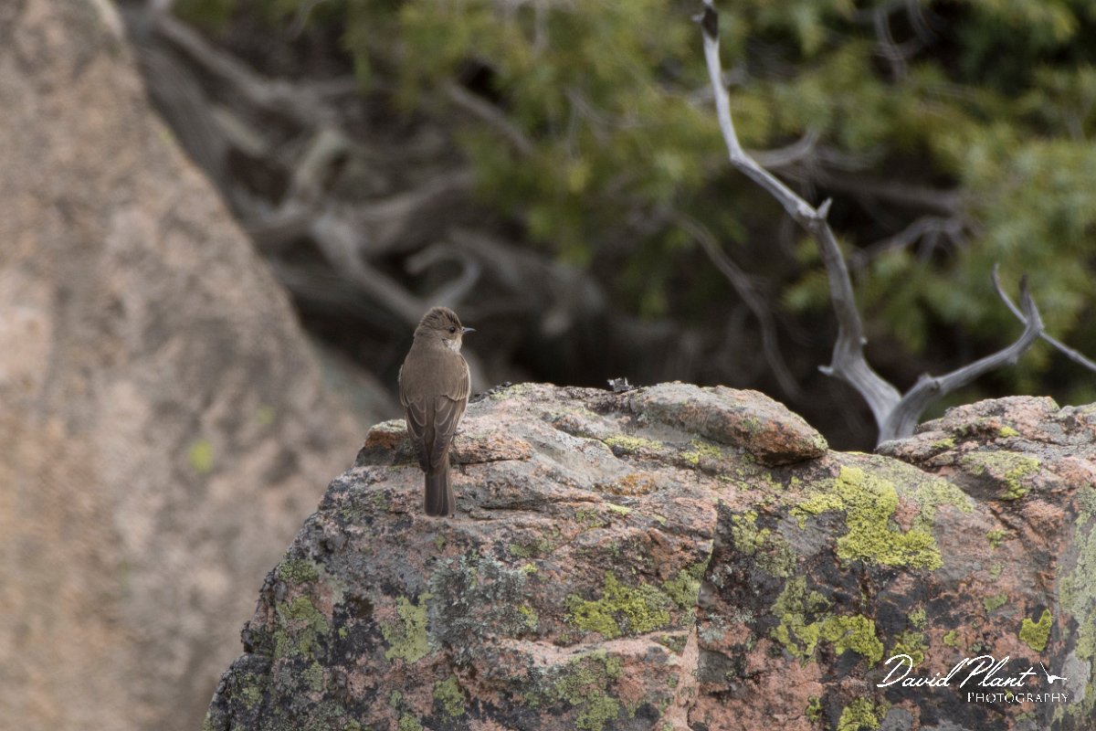 DPPhotography - Corsica - Spotted flycatcher - A.jpg - Spotted flycatcher - Tunnel d'Usciolo-Ruisseau de Petrosu, Corsica