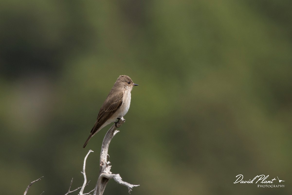 DPPhotography - Corsica - Spotted flycatcher - C.jpg - Spotted flycatcher - Tunnel d'Usciolo-Ruisseau de Petrosu, Corsica