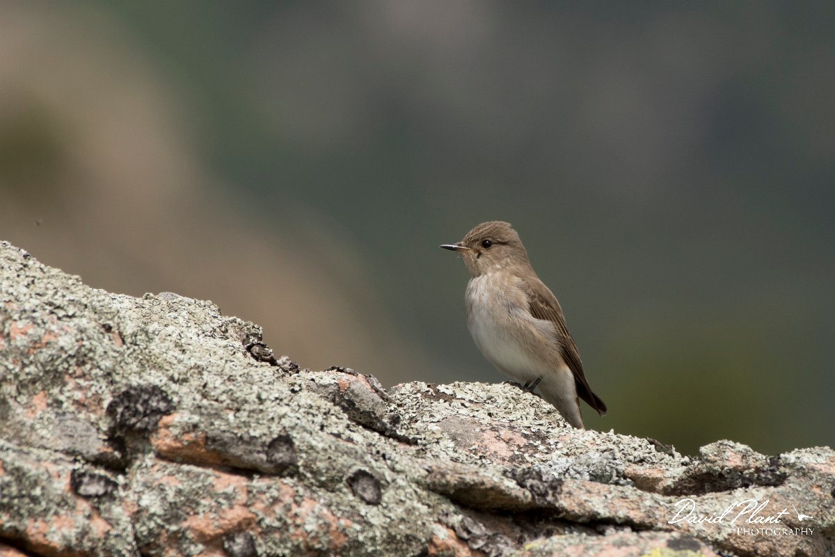 DPPhotography - Corsica - Spotted flycatcher - D.jpg - Spotted flycatcher - Tunnel d'Usciolo-Ruisseau de Petrosu, Corsica
