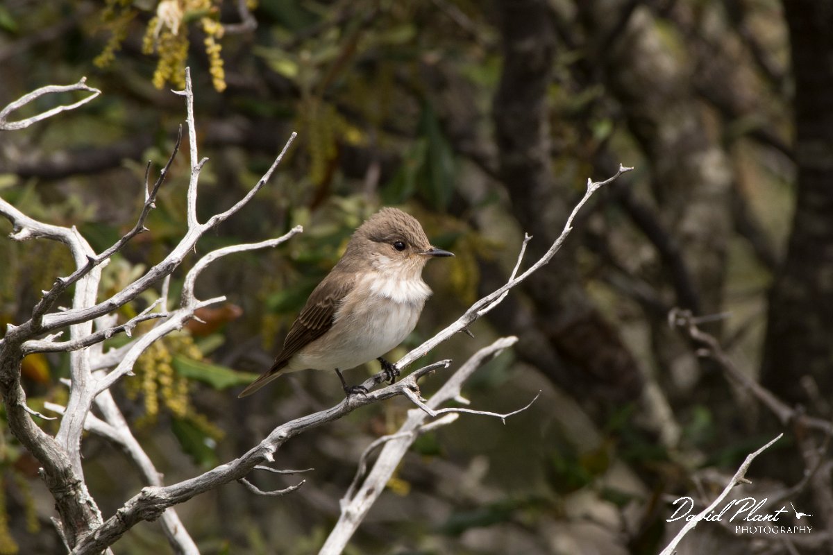 DPPhotography - Corsica - Spotted flycatcher - F.jpg - Spotted flycatcher - Tunnel d'Usciolo-Ruisseau de Petrosu, Corsica
