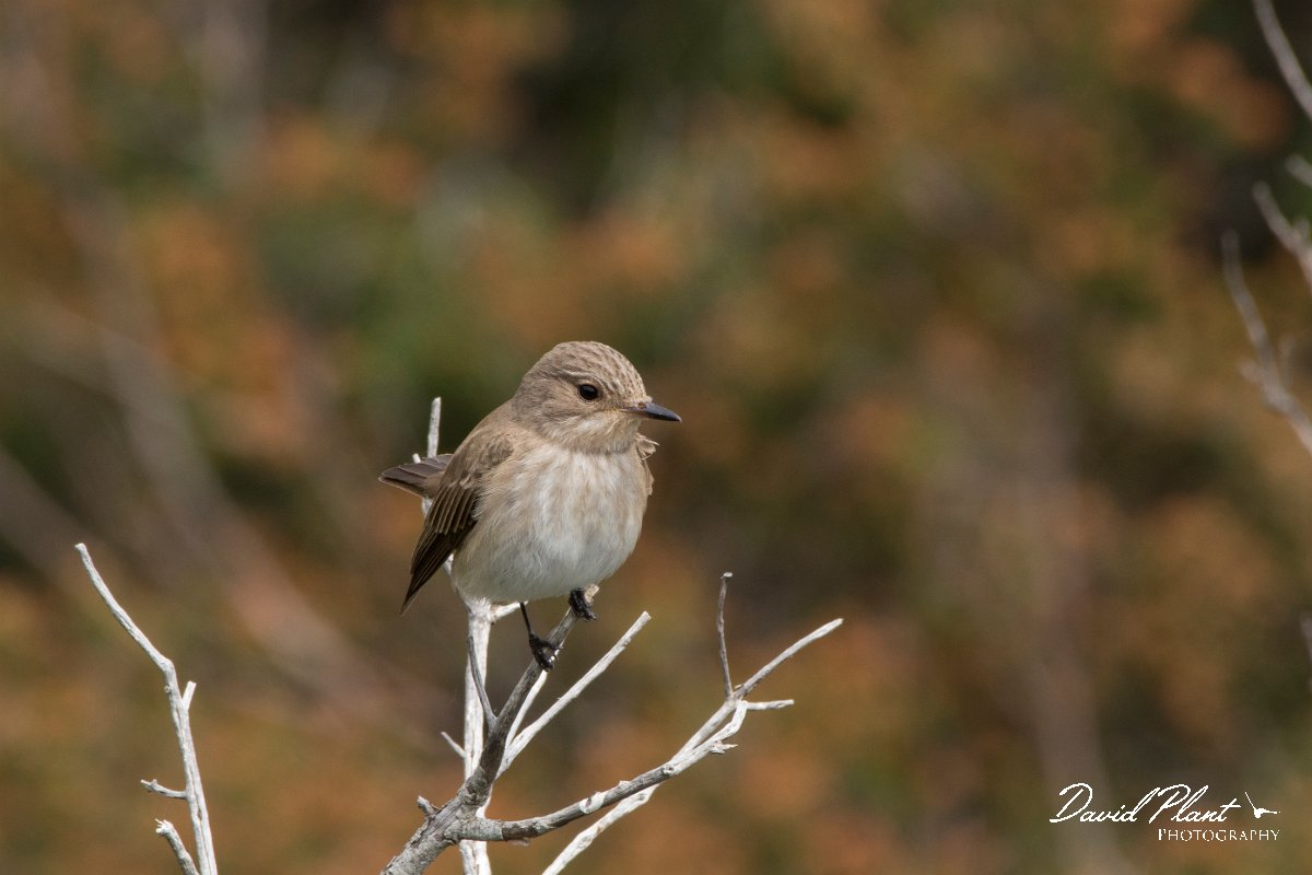 DPPhotography - Corsica - Spotted flycatcher - G.jpg - Spotted flycatcher - Tunnel d'Usciolo-Ruisseau de Petrosu, Corsica