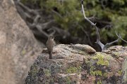 DPPhotography - Corsica - Spotted flycatcher - A