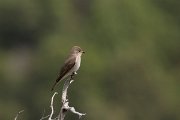 DPPhotography - Corsica - Spotted flycatcher - C