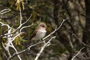 DPPhotography - Corsica - Spotted flycatcher - F