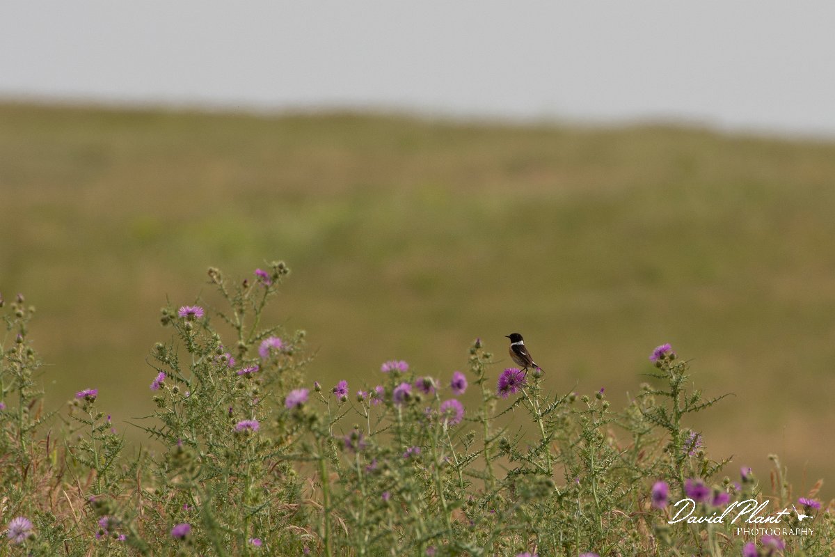 DPPhotography - Corsica - Stonechat - A.jpg - Stonechat - Etang d'Urbino, Corsica