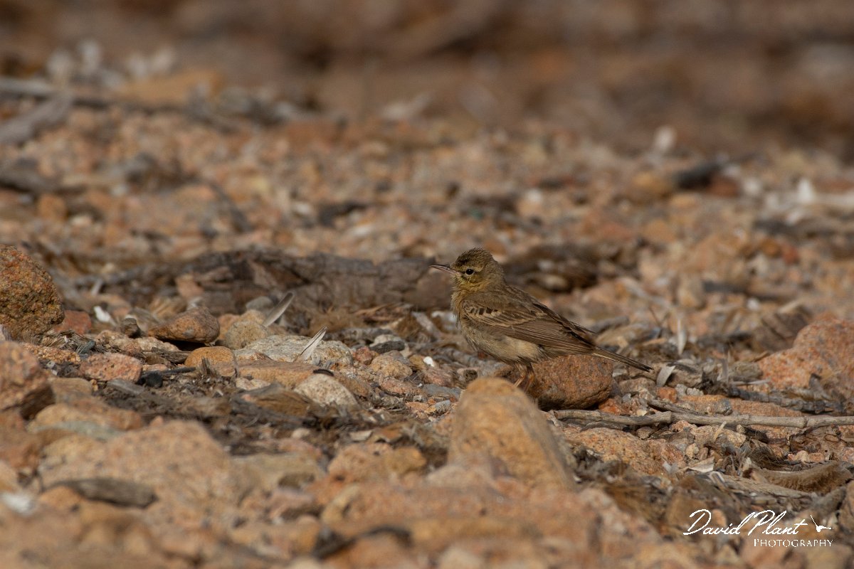 DPPhotography - Corsica - Tawny pipit - A.jpg - Tawny pipit - Coast Golfe de Ventilegne, Corsica