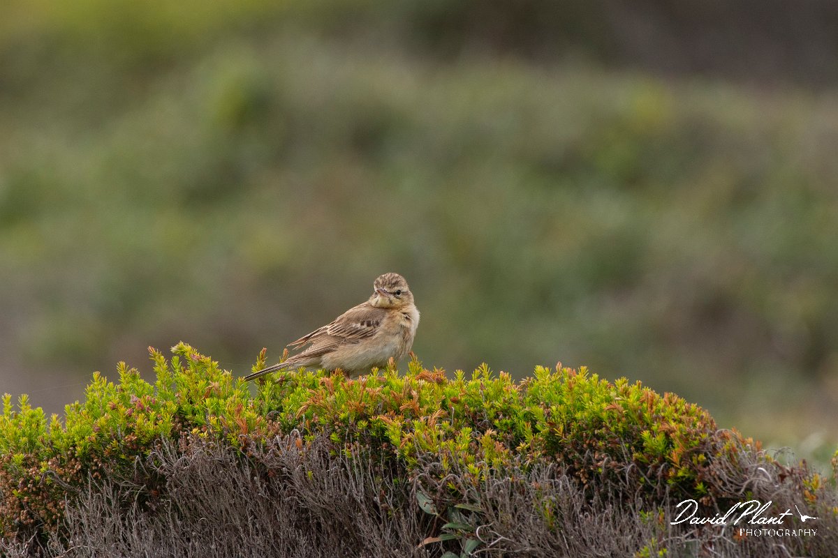 DPPhotography - Corsica - Tawny pipit - B.jpg - Tawny pipit - Coast Golfe de Ventilegne, Corsica