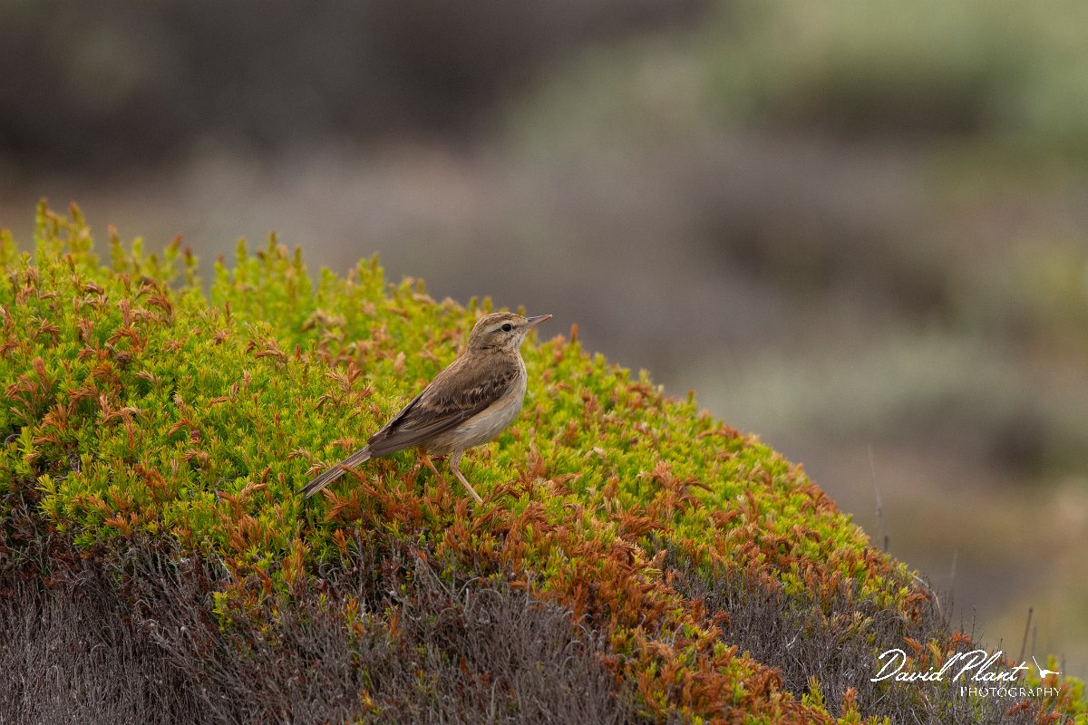 DPPhotography - Corsica - Tawny pipit - E.jpg - Tawny pipit - Coast Golfe de Ventilegne, Corsica