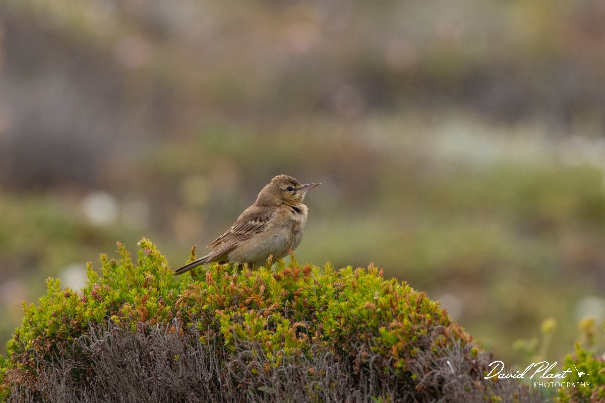 DPPhotography - Corsica - Tawny pipit - F.jpg - Tawny pipit - Coast Golfe de Ventilegne, Corsica
