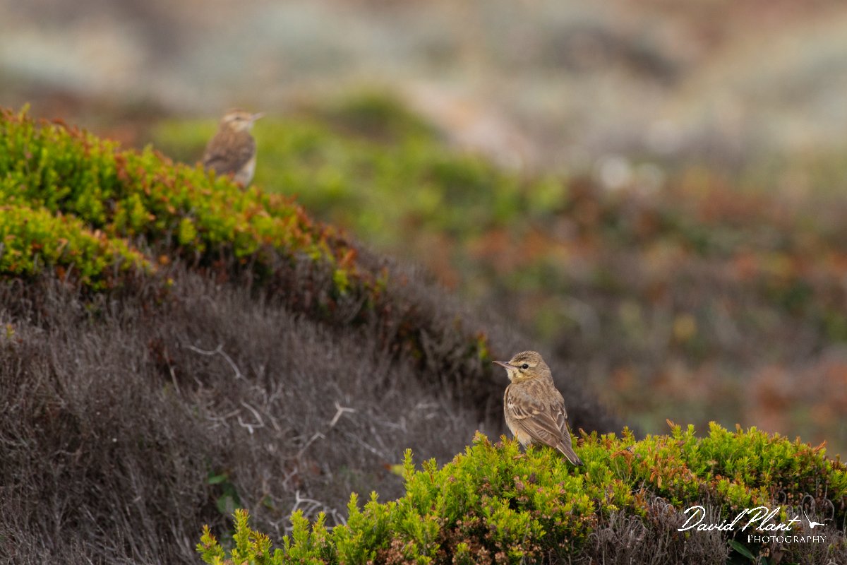 DPPhotography - Corsica - Tawny pipit - G.jpg - Tawny pipit - Coast Golfe de Ventilegne, Corsica