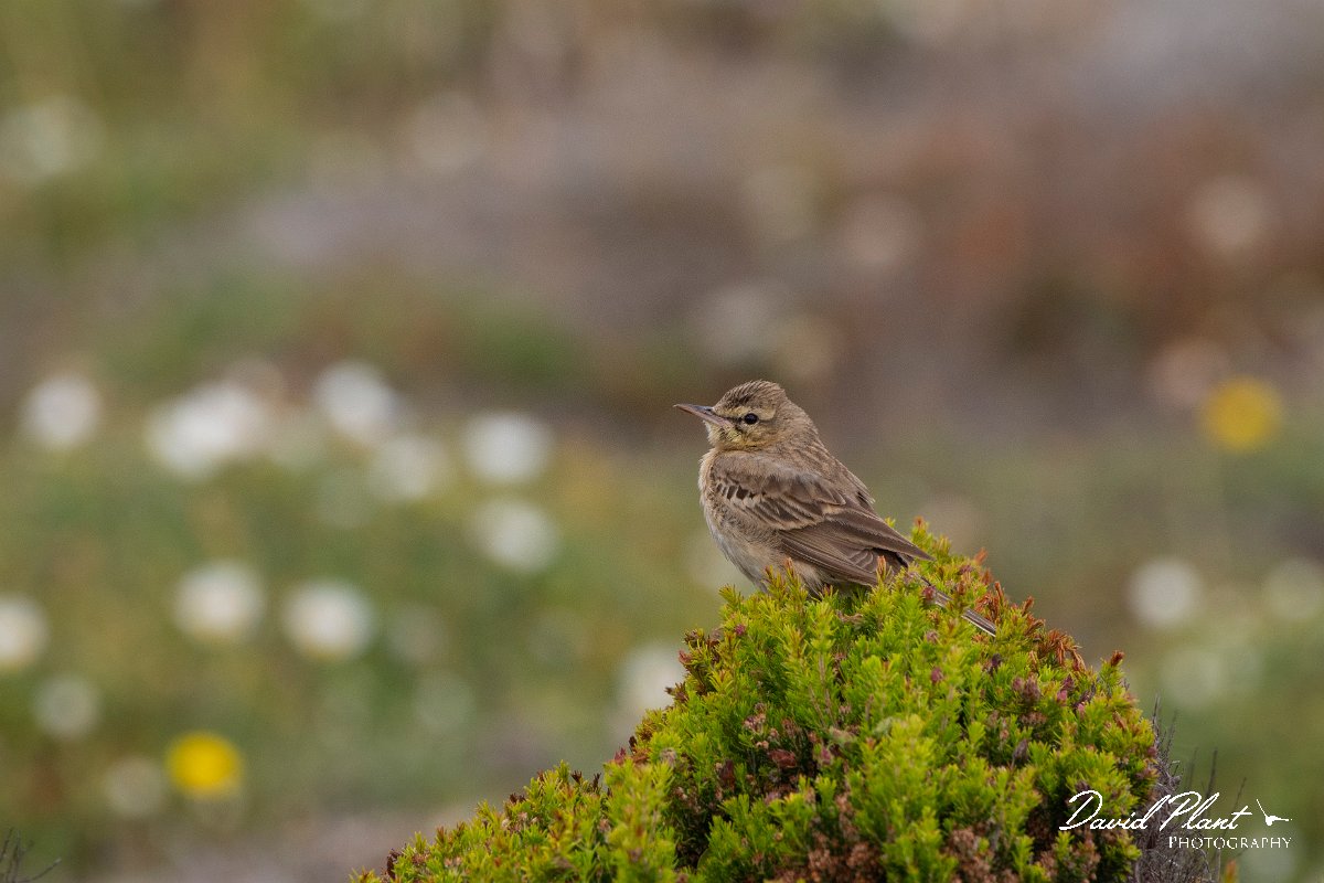 DPPhotography - Corsica - Tawny pipit - H.jpg - Tawny pipit - Coast Golfe de Ventilegne, Corsica