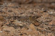 DPPhotography - Corsica - Tawny pipit - A