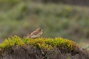 DPPhotography - Corsica - Tawny pipit - C