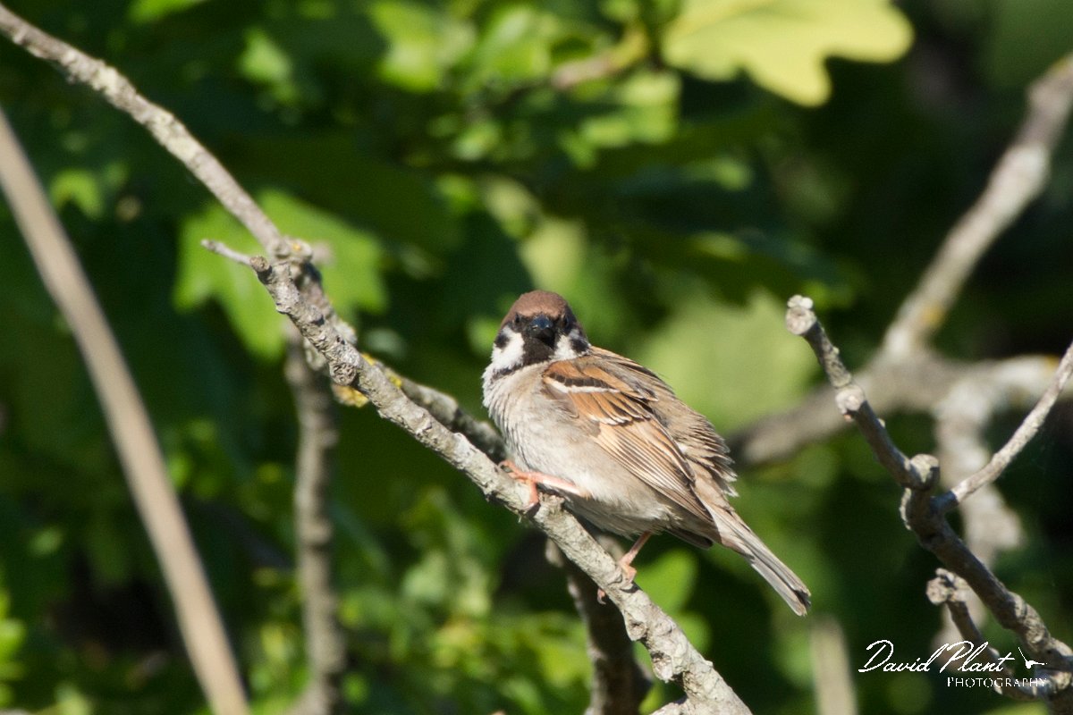 DPPhotography - Corsica - Tree sparrow - A.jpg - Tree sparrow - Marina d'Oru beach, Corsica