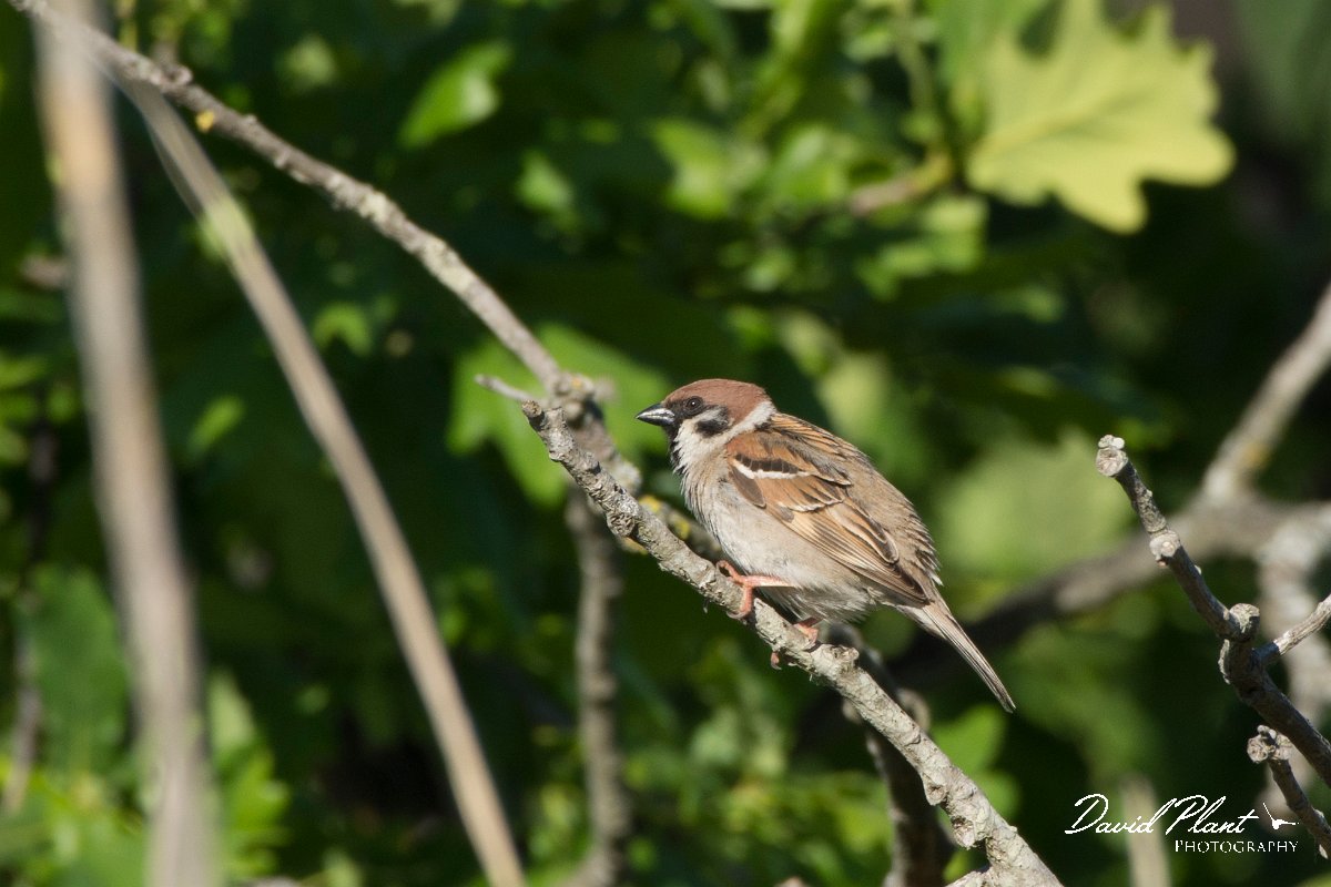 DPPhotography - Corsica - Tree sparrow - B.jpg - Tree sparrow - Marina d'Oru beach, Corsica
