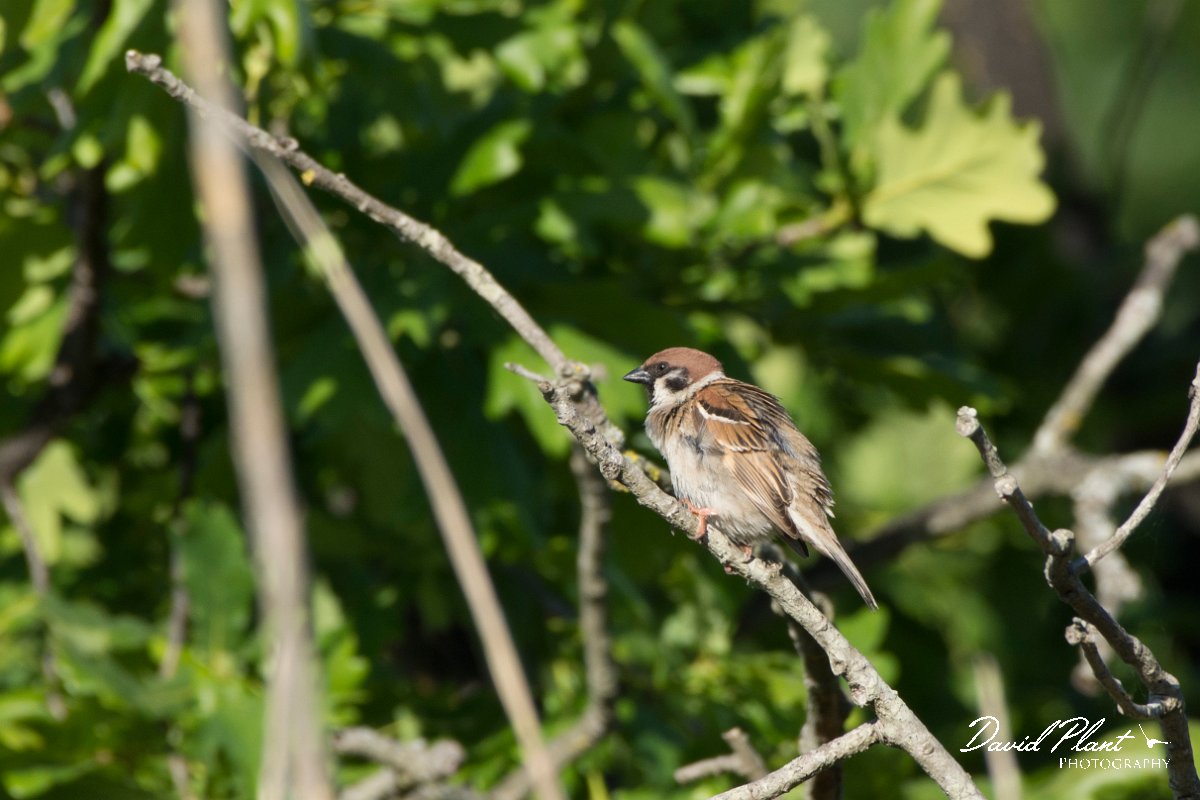 DPPhotography - Corsica - Tree sparrow - C.jpg - Tree sparrow - Marina d'Oru beach, Corsica