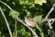 DPPhotography - Corsica - Tree sparrow - A