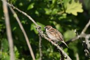 DPPhotography - Corsica - Tree sparrow - B