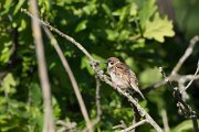 DPPhotography - Corsica - Tree sparrow - C