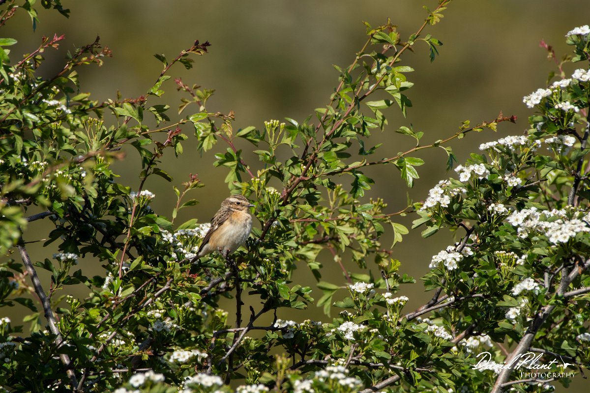 DPPhotography - Corsica - Whinchat - A.jpg - Whinchat - Col de Sevi, Corsica