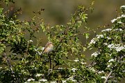 DPPhotography - Corsica - Whinchat - A