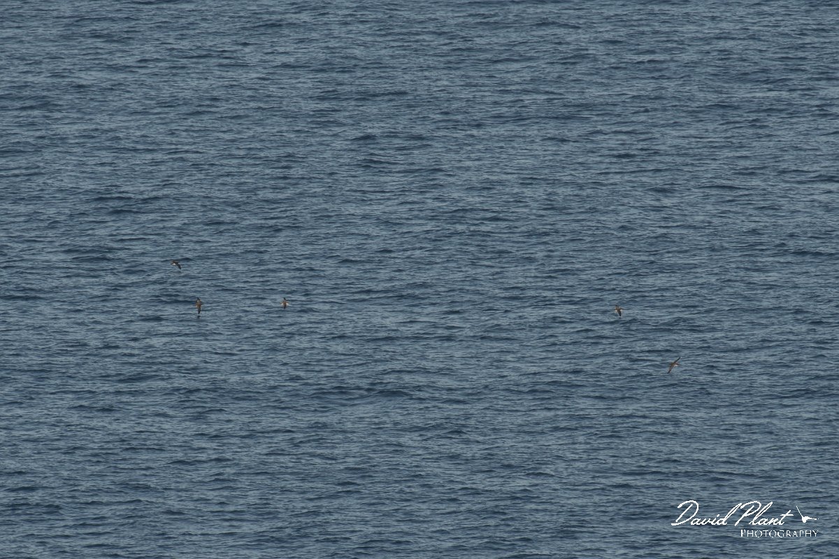 DPPhotography - Corsica - Yelkouan shearwater - C.jpg - Yelkouan shearwater - Capo Pertusato, Corsica
