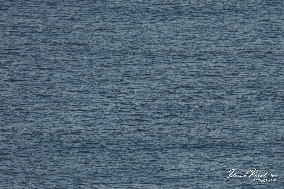 DPPhotography - Corsica - Yelkouan shearwater - D.jpg - Yelkouan shearwater - Capo Pertusato, Corsica