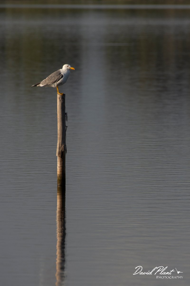DPPhotography - Corsica - Yellow-legged gull - C.jpg - Yellow-legged gull - Route de l'Etang, Lake Biguglia, Corsica