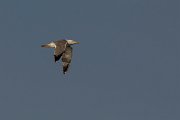 DPPhotography - Corsica - Yellow-legged gull - B